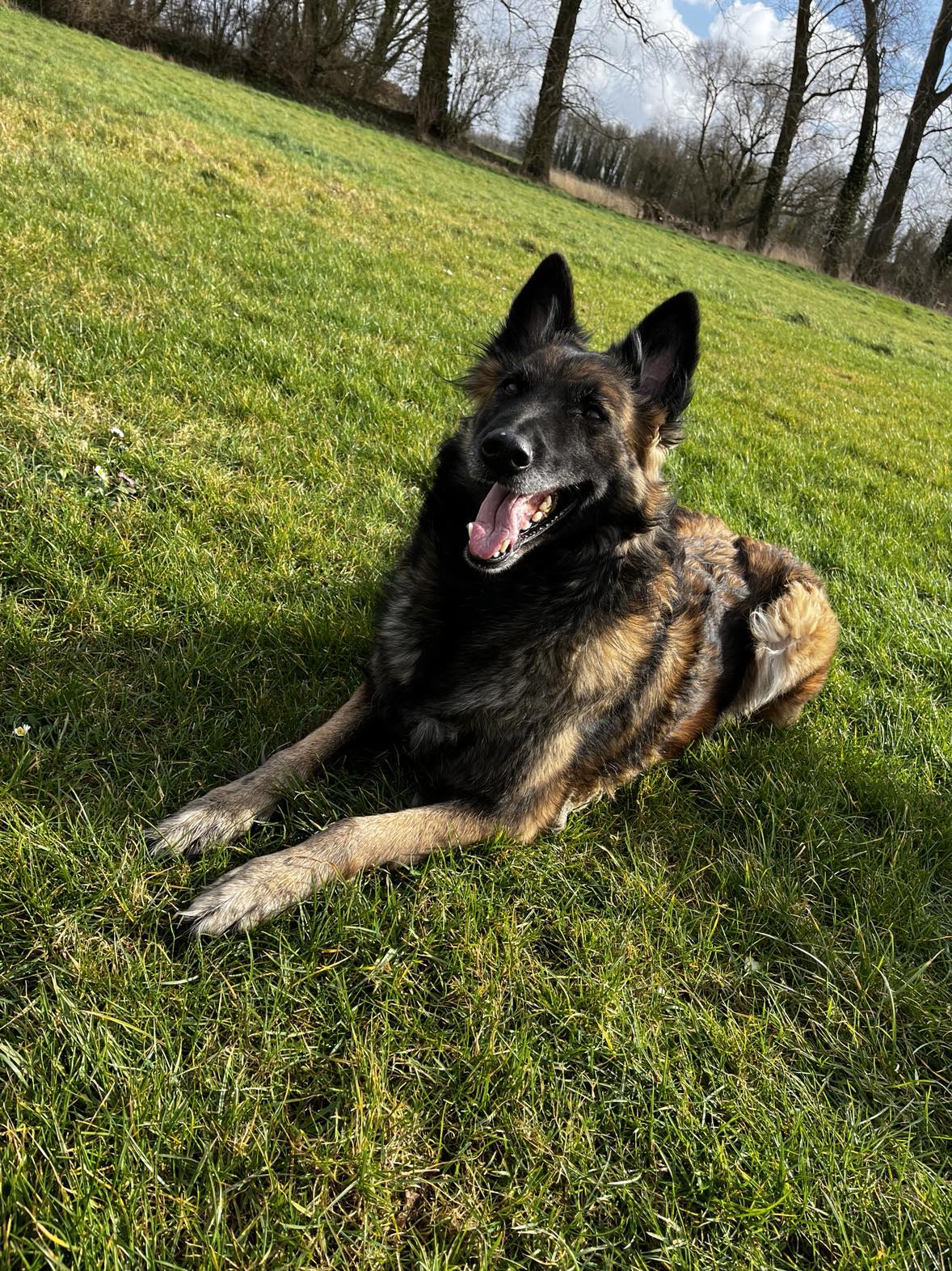 Chien au repos observé pour un changement de comportement