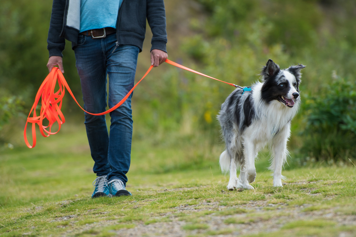 Balade éducative en petit groupe avec Doggy'Cation : socialisation et apprentissage du calme