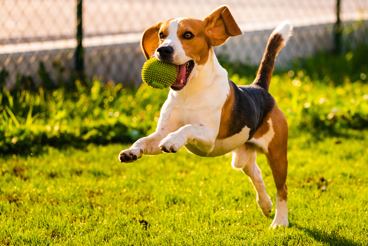 Cours collectif de socialisation canine en extérieur dans les Weppes