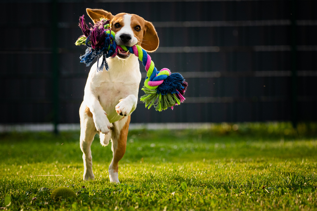 Séance d'éducation canine individuelle avec Margaux et Loïc de Doggy'Cation