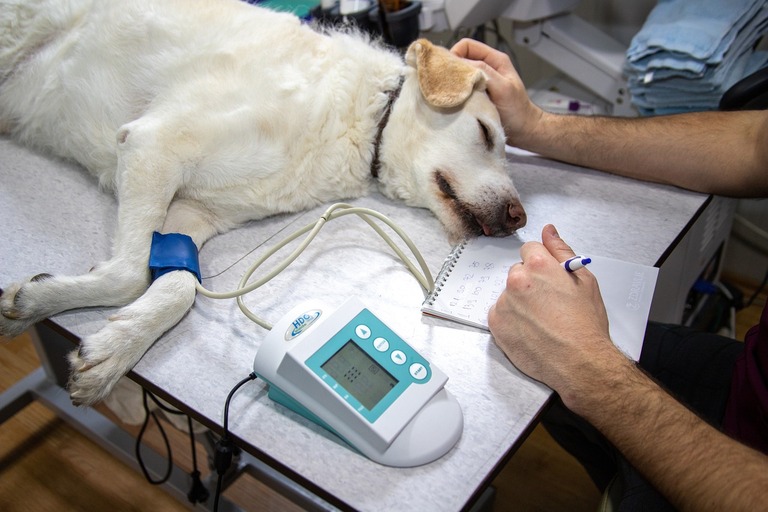 veterinary, blood pressure, pressure measurement, ecg, record, heart, cardiac examination, medicine, heart disease, dogs, cardiovascular pressure, dog examination, veterinary examination, dog on examination, animal, vet, white, doctor, veterinarian, pet, canine, veterinary, veterinary, vet, vet, nature, vet, vet, vet, veterinarian, veterinarian, veterinarian, veterinarian