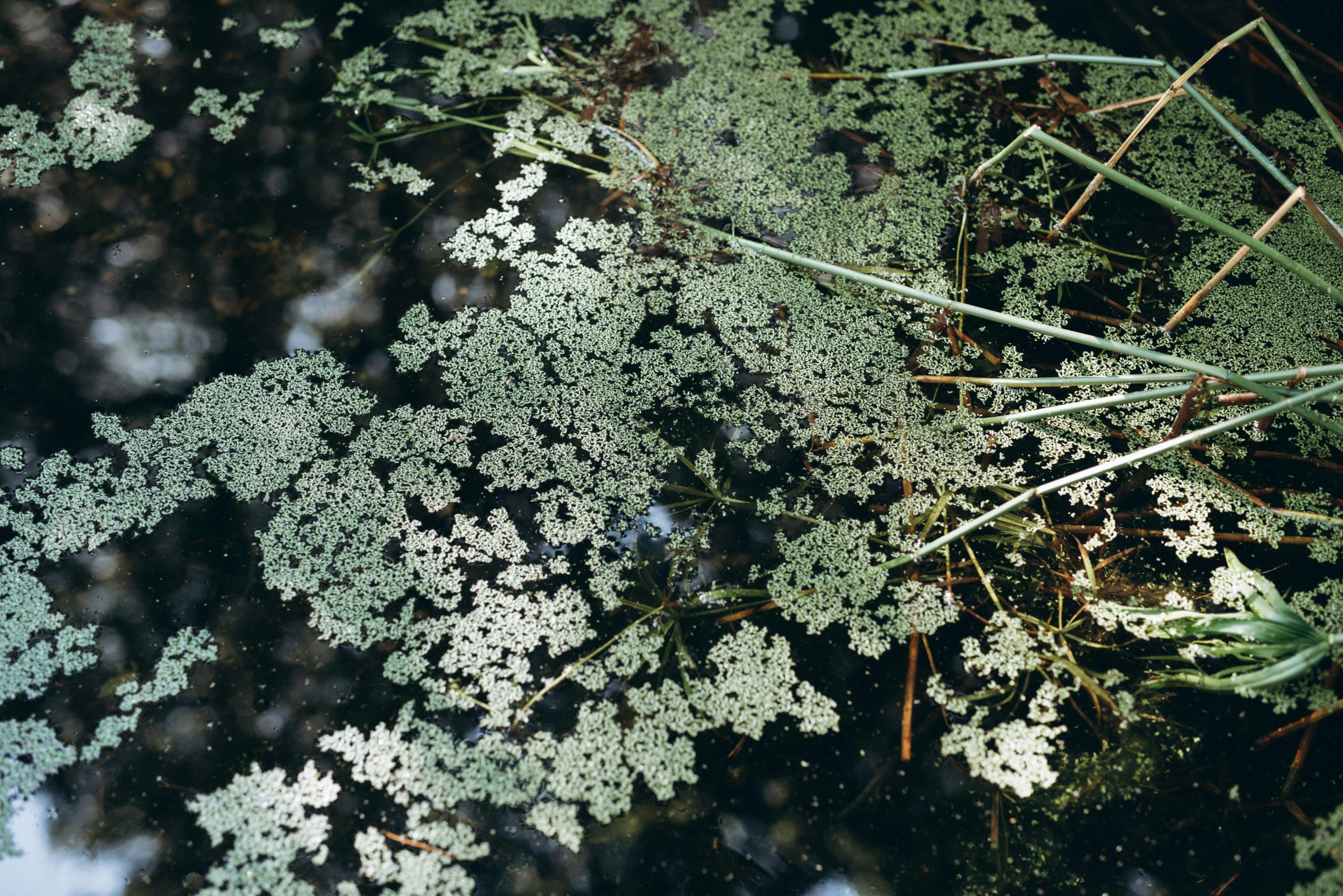 Tranquil pond with reflective surface and green algae, surrounded by reeds, creating a natural and serene atmosphere.