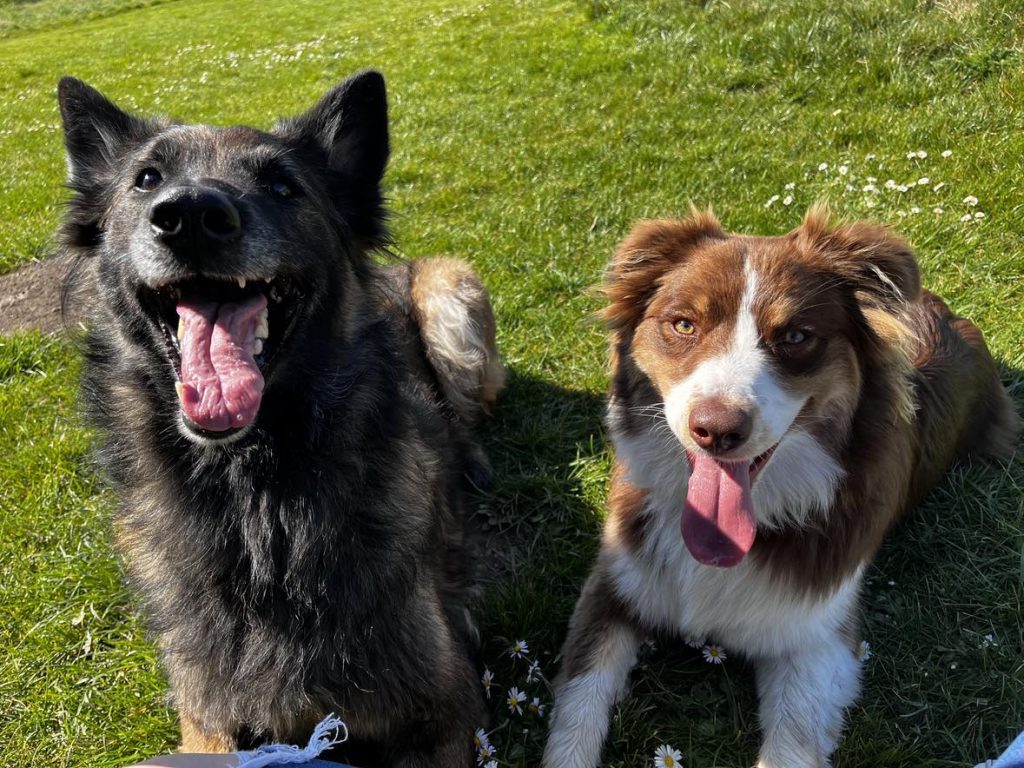 Séance d'éducation canine avec Doggy'Cation