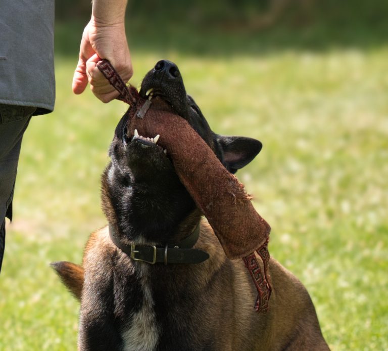 Chien jouant avec un boudin lors d’une séance Doggy’Cation