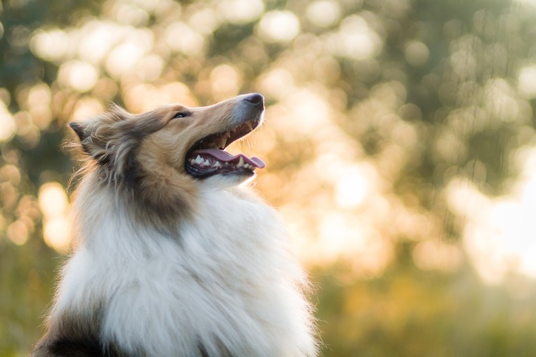 Texte alternatif : Chien à l’ombre avec de l’eau pendant une journée chaude